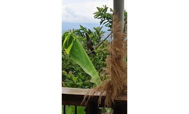 VENTA DE FINCA AGROTURISTICA BALBOA RISARALDA