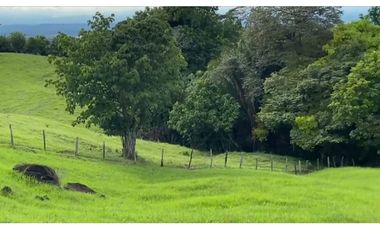 VENDO FINCA GANADERA 178 CUADRAS PTO SALGAR