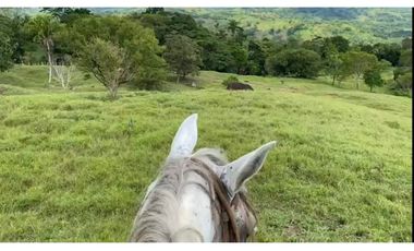 VENDO FINCA GANADERA 178 CUADRAS PTO SALGAR