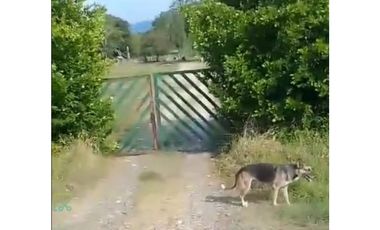 VENDO FINCA GANADERA 178 CUADRAS PTO SALGAR