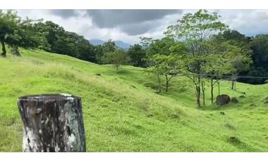 VENDO FINCA GANADERA 178 CUADRAS PTO SALGAR