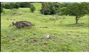 VENDO FINCA GANADERA 178 CUADRAS PTO SALGAR