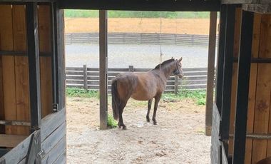 Parcela en Venta en Loncotoro, con Caballerizas