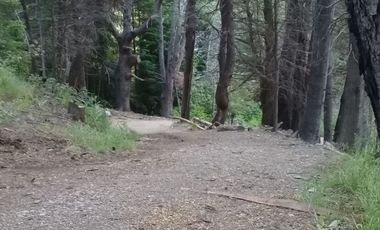 Alquiler de cabaña en Villa Atalaya, Bariloche