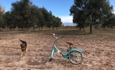 Alquiler de Terreno de 1 ha en Russell, Maipú