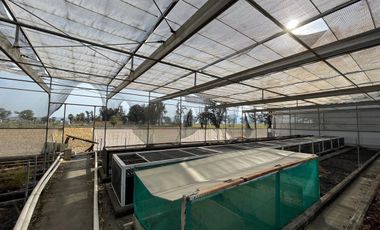 Rancho con Invernadero en Renta en Atequiza Ixtlahuacan de los Membrillos