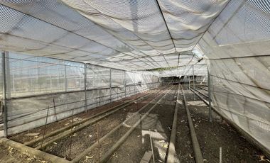 Rancho con Invernadero en Renta en Atequiza Ixtlahuacan de los Membrillos