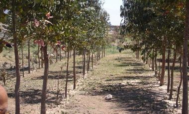 Parcela en Venta en Camino interior santa filomena- pan de azucar