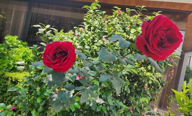 Casa  en  Venta en  Bosques de las Lomas (R)