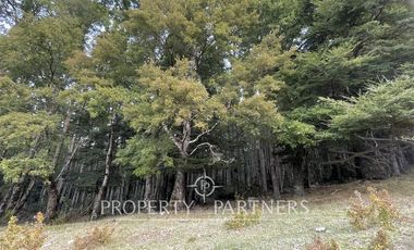 Campo de 200 hectáreas en Carén, Curarrehue – Con acceso directo a Ruta S-199