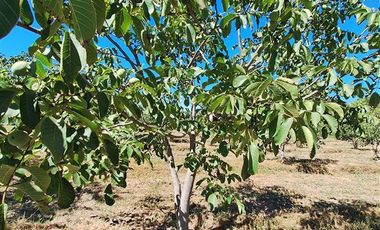 Parcela en Venta en Huallarrehue, Comuna Santa Juana, Region del Bio Bio