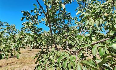 Parcela en Venta en Huallarrehue, Comuna Santa Juana, Region del Bio Bio