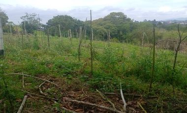3 Lotes Independientes En Venta En El Canada ( El Carmen De Viboral)