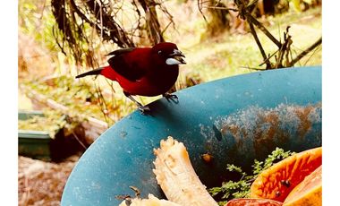 CERRO AZUL / EL VIGIA / 1700M / AMOBLADO / LINEA BLANCA / CASCADA
