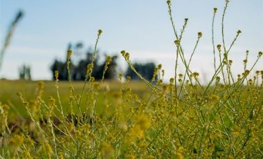 Parcela en Venta en Km 5 Camino Las Ratras
