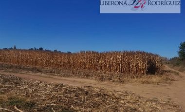 Agrícola en Venta en Terreno agrícola en Nilahue Alto