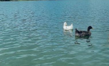 VENTA LOTE  PALMIRA LAGOS DE MARACAIBO