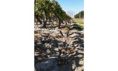 VENTA DE FINCA 63 HAS - EL ESPINO, SAN MARTIN , MENDOZA
