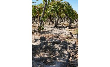VENTA DE FINCA 63 HAS - EL ESPINO, SAN MARTIN , MENDOZA