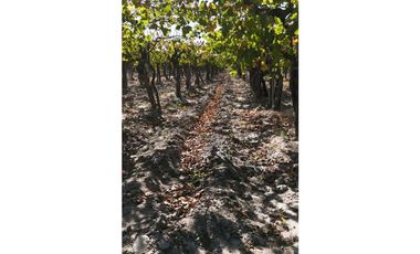 VENTA DE FINCA 63 HAS - EL ESPINO, SAN MARTIN , MENDOZA