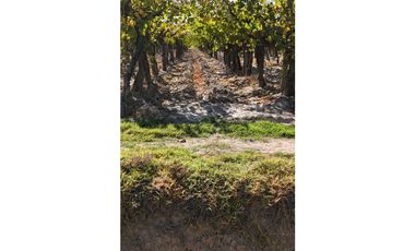 VENTA DE FINCA 63 HAS - EL ESPINO, SAN MARTIN , MENDOZA