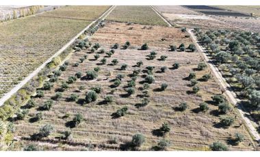 VENTA DE FINCA 63 HAS - EL ESPINO, SAN MARTIN , MENDOZA