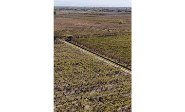 VENTA DE FINCA 63 HAS - EL ESPINO, SAN MARTIN , MENDOZA
