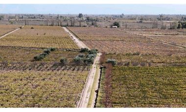 VENTA DE FINCA 63 HAS - EL ESPINO, SAN MARTIN , MENDOZA