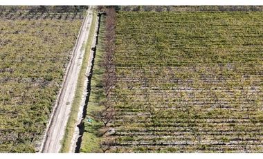 VENTA DE FINCA 63 HAS - EL ESPINO, SAN MARTIN , MENDOZA