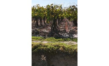 VENTA DE FINCA 63 HAS - EL ESPINO, SAN MARTIN , MENDOZA