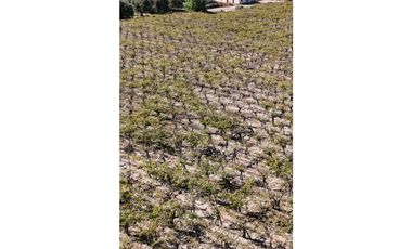 VENTA DE FINCA 63 HAS - EL ESPINO, SAN MARTIN , MENDOZA