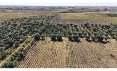 VENTA DE FINCA 63 HAS - EL ESPINO, SAN MARTIN , MENDOZA
