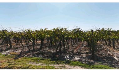 VENTA DE FINCA 63 HAS - EL ESPINO, SAN MARTIN , MENDOZA