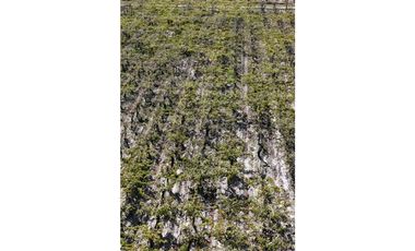 VENTA DE FINCA 63 HAS - EL ESPINO, SAN MARTIN , MENDOZA