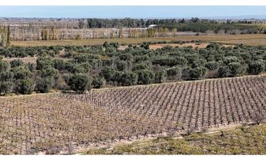 VENTA DE FINCA 63 HAS - EL ESPINO, SAN MARTIN , MENDOZA