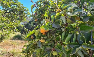 Parcela en Venta en Excelente Parcela a la Venta, Punta de Codegua incluye Derechos de Agua