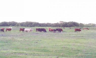 EXCELENTE CAMPO DE 192 HAS CON 1500 MTS DE FRENTE AL RIO LUJAN