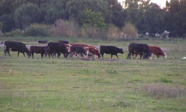 EXCELENTE CAMPO DE 192 HAS CON 1500 MTS DE FRENTE AL RIO LUJAN