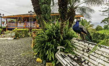 FINCA EN VENTA EN FREDONIA,ANTIOQUIA