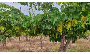 VENTA DE FINCA DE 27 HAS - EL CARRIZAL, LUJN DE CUYO, MZA.