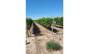 VENTA DE FINCA DE 27 HAS - EL CARRIZAL, LUJN DE CUYO, MZA.