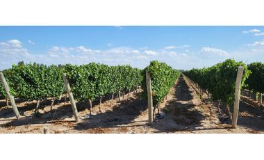 VENTA DE FINCA DE 27 HAS - EL CARRIZAL, LUJN DE CUYO, MZA.