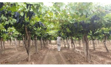 VENTA DE FINCA DE 27 HAS - EL CARRIZAL, LUJN DE CUYO, MZA.