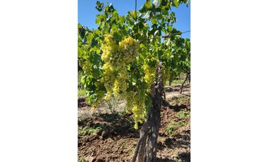 VENTA DE FINCA DE 27 HAS - EL CARRIZAL, LUJN DE CUYO, MZA.