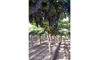 VENTA DE FINCA DE 27 HAS - EL CARRIZAL, LUJN DE CUYO, MZA.