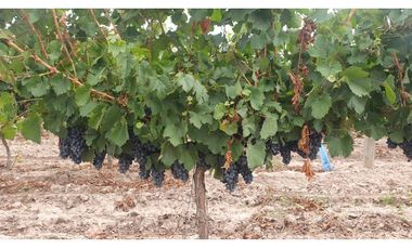 VENTA DE FINCA DE 27 HAS - EL CARRIZAL, LUJN DE CUYO, MZA.