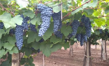 VENTA DE FINCA DE 27 HAS - EL CARRIZAL, LUJN DE CUYO, MZA.