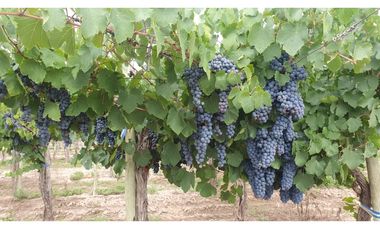 VENTA DE FINCA DE 27 HAS - EL CARRIZAL, LUJN DE CUYO, MZA.