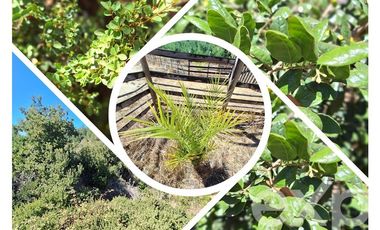 Sitio en Venta en Vende sitio 5000 m2 casa 56 m2 Pichilemu
