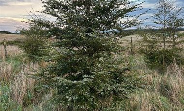 Parcela en Venta en UBICADO A 6 KILOMETROS DEL CENTRO DE PUERTO VARAS